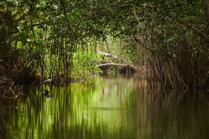 Summer Special Sundarban Package