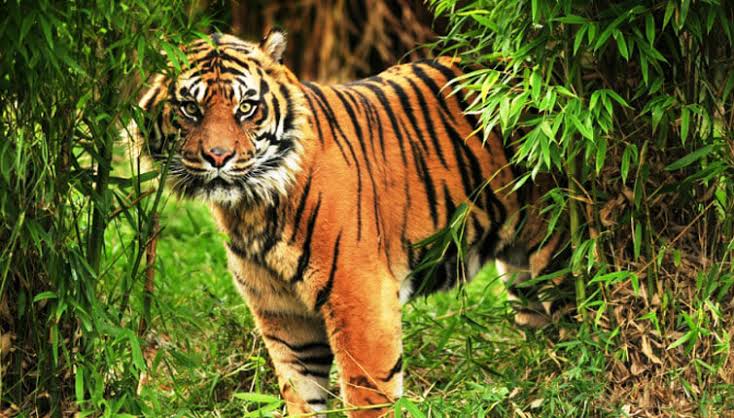 Sundarban 2 Night 3 Days Tour