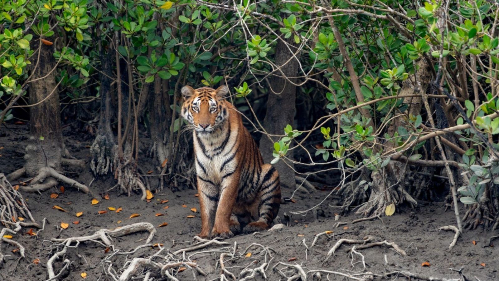 Special Sundarban 3 Days 2 Night Tour