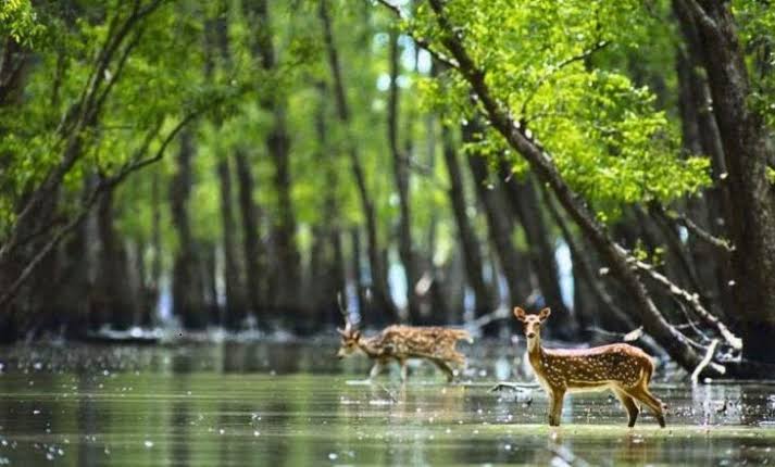 Winter Special Sundarban  Package