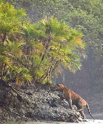 Sundarban National Park