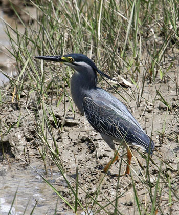 sajnekhali bird sanctuary